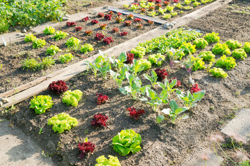 fresh young green lettuce plants and kohlrabi on a sunny vegetable garden patch