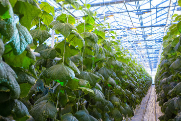 Plants in greenhouse. Cucumber plants growing