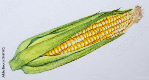 Featured image of post Simple Way to Pencil Realistic Vegetables Drawing