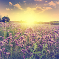 Fototapete - Summer landscape at sunset. Vintage style.