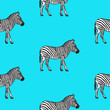 Seamless pattern with hand drawn zebra vector illustration. Blue background.