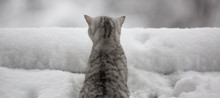 Kitten In The Snow, Winter Cat, Scottish Cat