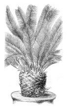 Cycas Revoluta, With Buds Between The Leaf Axils, Vintage Engrav