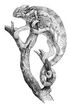 Chameleon, Vintage Engraving.