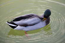A Duck Cleans Feathers In A Green Water Pond.