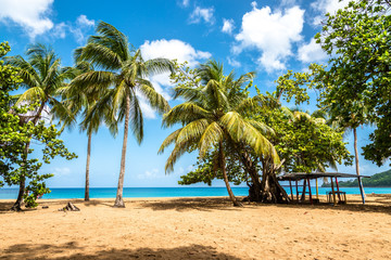 Wall Mural - Beach of La grande Anse, Guadeloupe