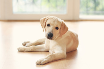 Wall Mural - Golden Labrador dog in room