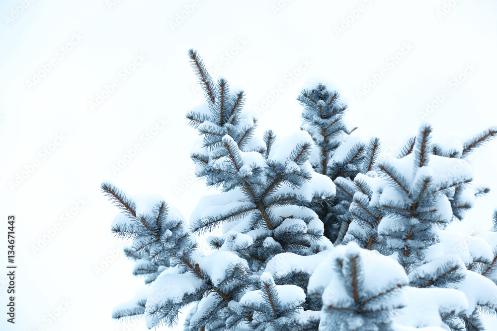 Fir branches covered with snow, closeup