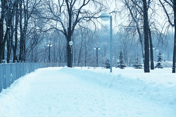 Canvas Print - Alley in beautiful park on winter day