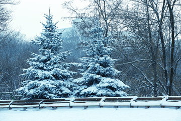 Sticker - Winter landscape with beautiful snow covered fir trees