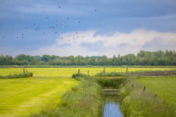 Canvas Print - Agricultural landscape Netherlands