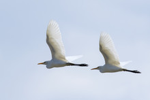 Image Of Egret Flying In The Sky. Heron. Wild Animals.
