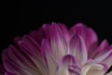 Fototapeta Kwiaty - Pink Dahlia/Beautiful pink dahlia
