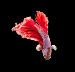 closeup red beautiful small siam betta fish with isolate backgro