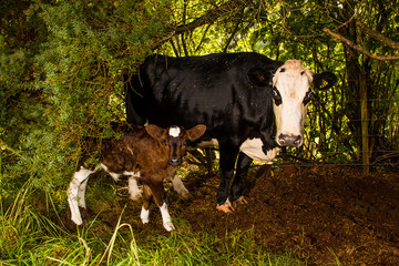 two days old calf with a cow