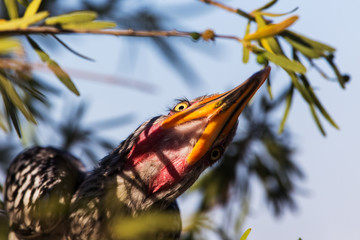 Wall Mural - Eastern yellow-billed hornbill
