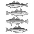 Cod, Haddock, Pollock and Coalfish/Seithe