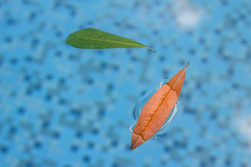 Two leaves floating in the pool in a tranquil environment with a