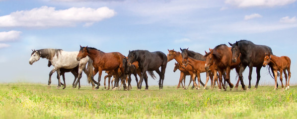 Horse herd run fast on spring green pasture