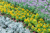 Fototapeta Kwiaty - colorful flower stripe vibrant vivid color in the park garden.