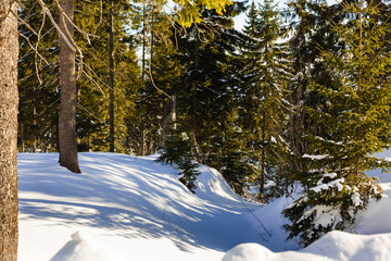 Wall Mural - Winter forest sunset sunbeams