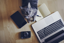 Working Concept - Cat Near Mobile Devices On The Floor.