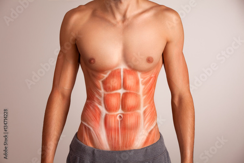 Stampa su Tela  Human abdominal muscle.