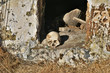 A human skull at the enter of the crypt. City of the dead: a necropolis near the village of Dargavs, North Ossetia - Alania, Russia
