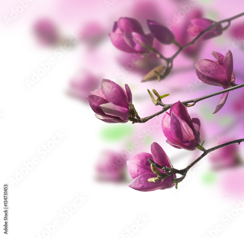 Fototapety Magnolie  kwitnaca-galaz-magnolii-magnolia-saucer-lub-magnolia-soulan