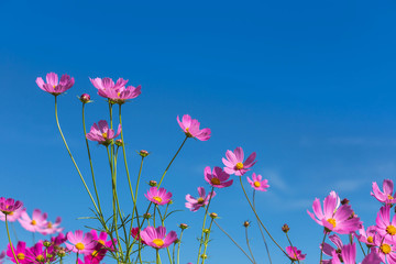 pink cosmos flowers blooming  on field with blue sky background 