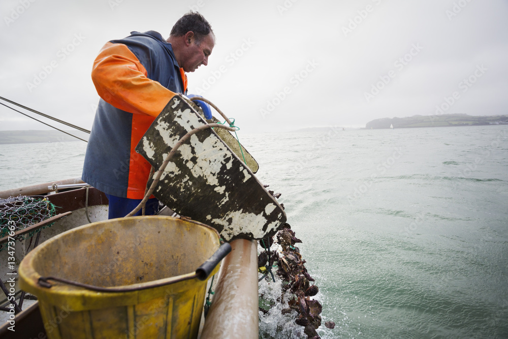 Fotografie Traditional Sustainable Oyster Fishing, River Fal. A ...