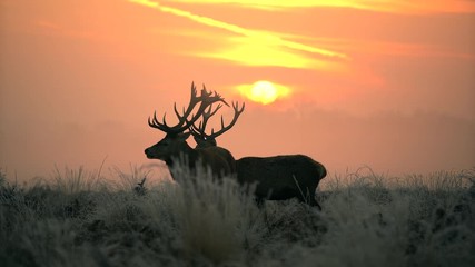 Fototapete - Red deer in the morning sun