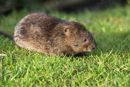 Fotografía The European water vole or northern water vole, Arvicola amphibius, is a semiaquatic rodent