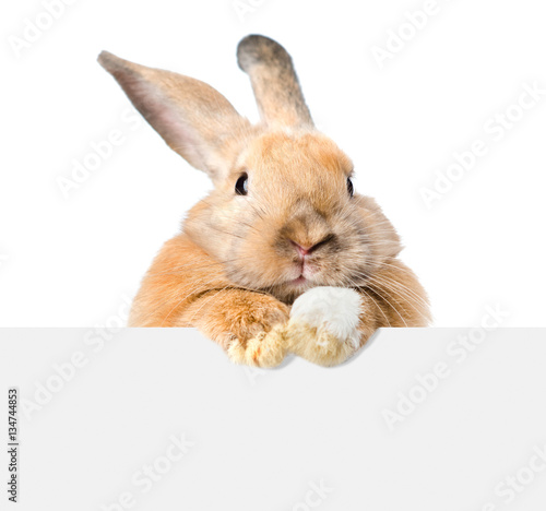 Fotografie, Obraz Rabbit looking over a signboard. Isolated on white background