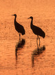 Crane Pair Sunrise Stroll - A pair of sandhill cranes take a sunrise stoll in the roosting pond and are preparing to launch to the local corn fields for breakfast. Bosque del Apache National Wildlife 
