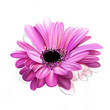 Pink gerbera closeup on a white background. With elements of sketch and paint runs. As print for clothing. Applicable as flat