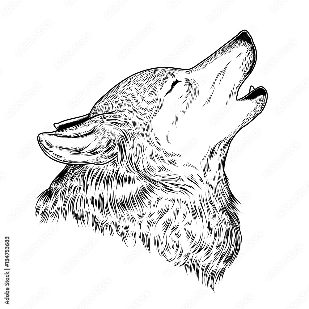 Heulender Wolf Zum Ausmalen