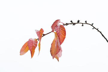 Poetic autumn leaves remaining on cherry brunch 2