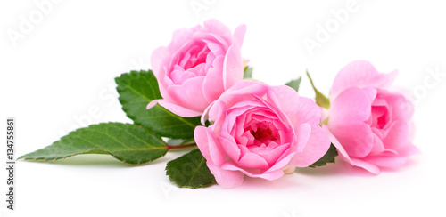 Plakat Piękne różowe róże.