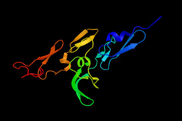 Poster - Fibrillin, a glycoprotein which is essential for the formation o