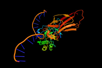 Wall Mural - NF-KB, a protein complex that controls transcription of DNA, cyt