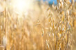 golden ear of oats against the blue sky and sun