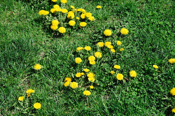 lawn in bad condition in spring full of dandelion