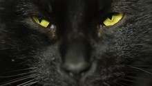 Black Cat Eyes Squinting. Close Up Adult Male Black Cat Looking At Camera.