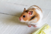 Eating Hamster On White Boards
