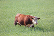 A brown cow on an expedition in the cornfield