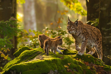 luchs mit jungen