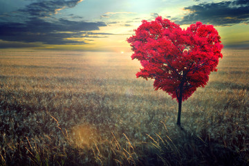 Wall Mural - red heart-shaped tree in the field against the background of a decline.