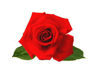 Wall Mural - beautiful red rose isolated on white