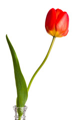 Fotomurales - Tulip isolated on white background
